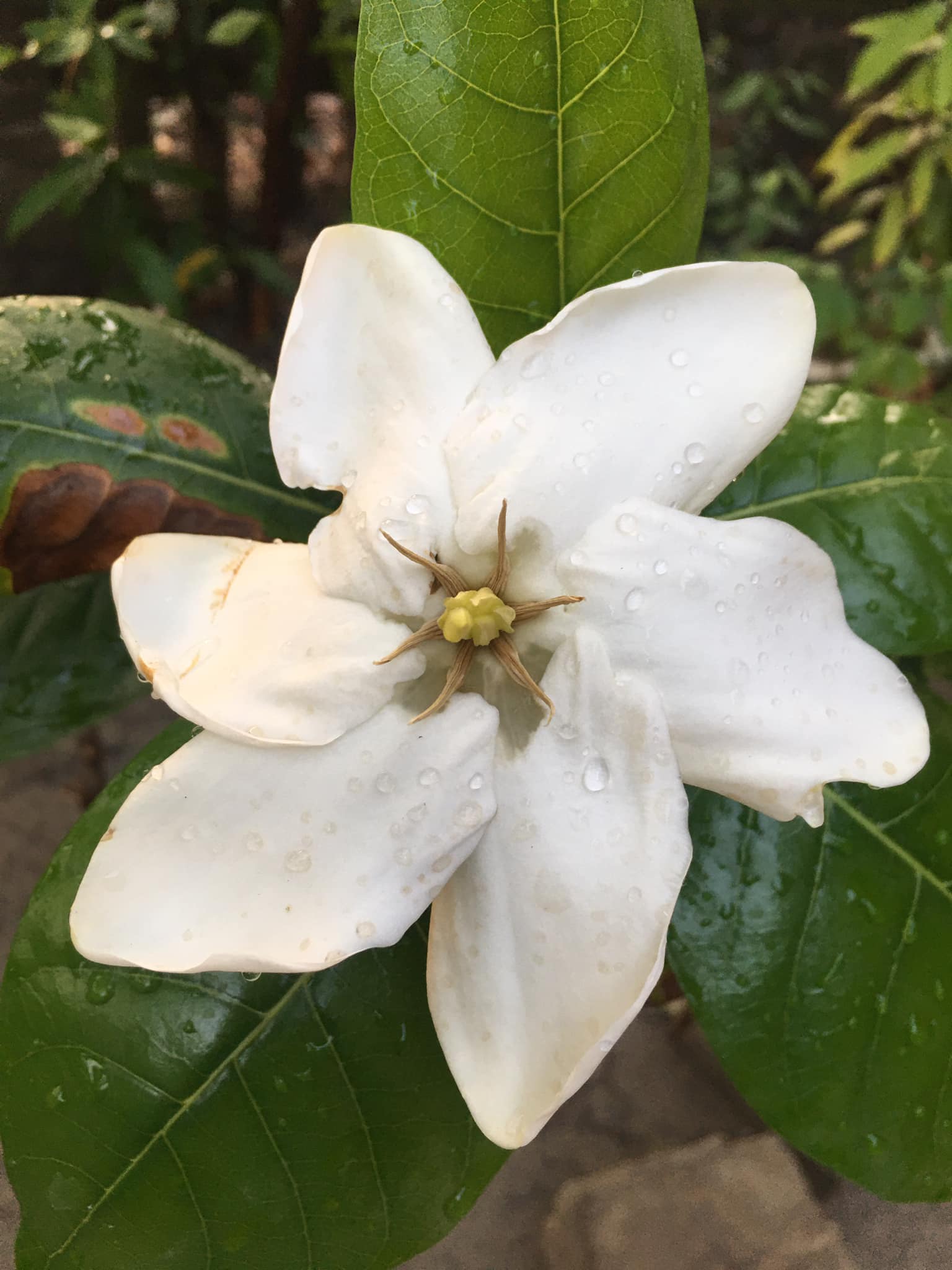 Cape Jasmine flower